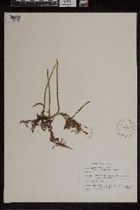Lycopodiella copelandii image