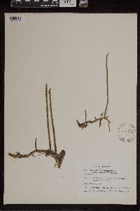 Lycopodiella copelandii image
