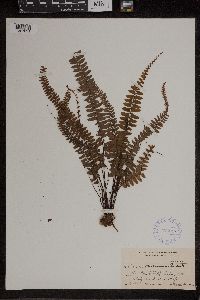 Asplenium pavonicum image