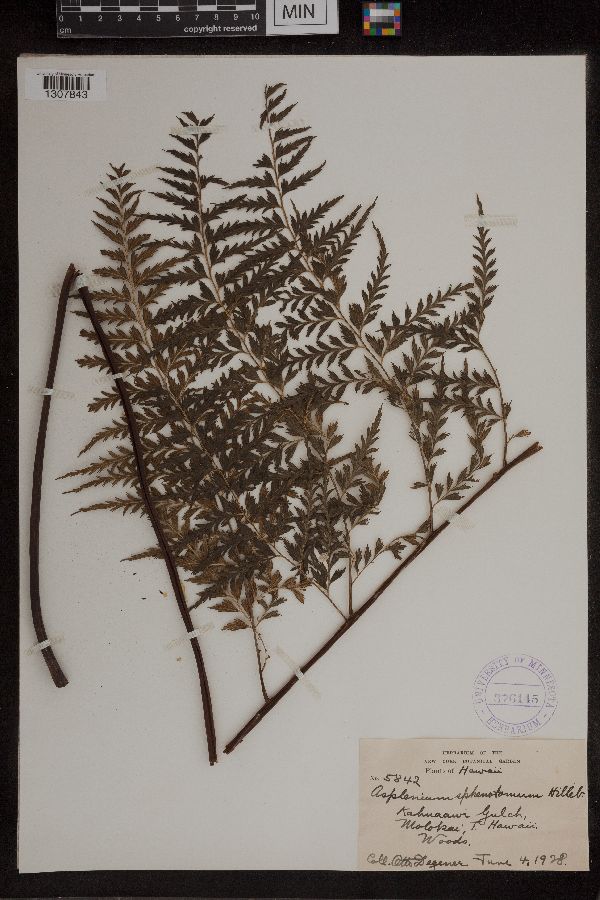 Asplenium sphenotomum image