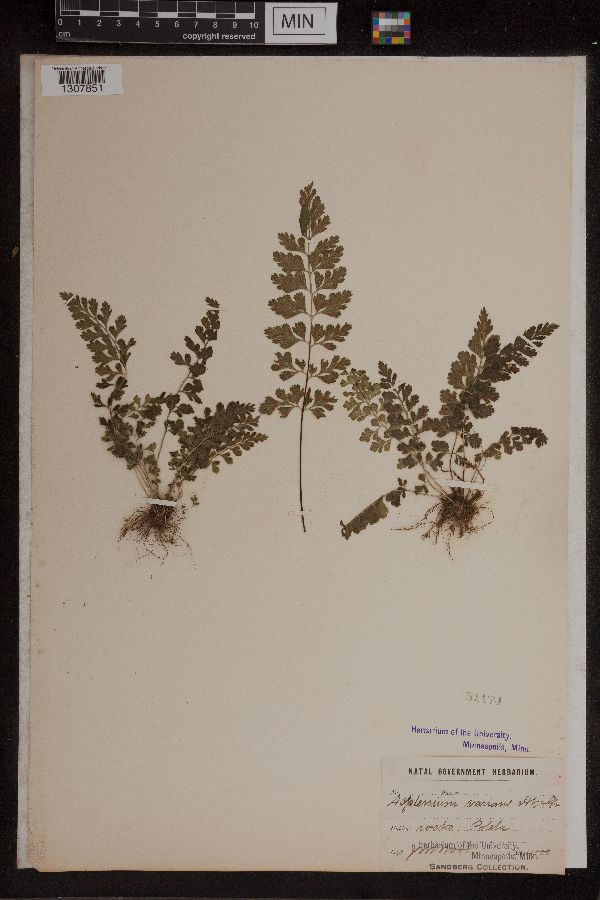 Asplenium laciniatum image