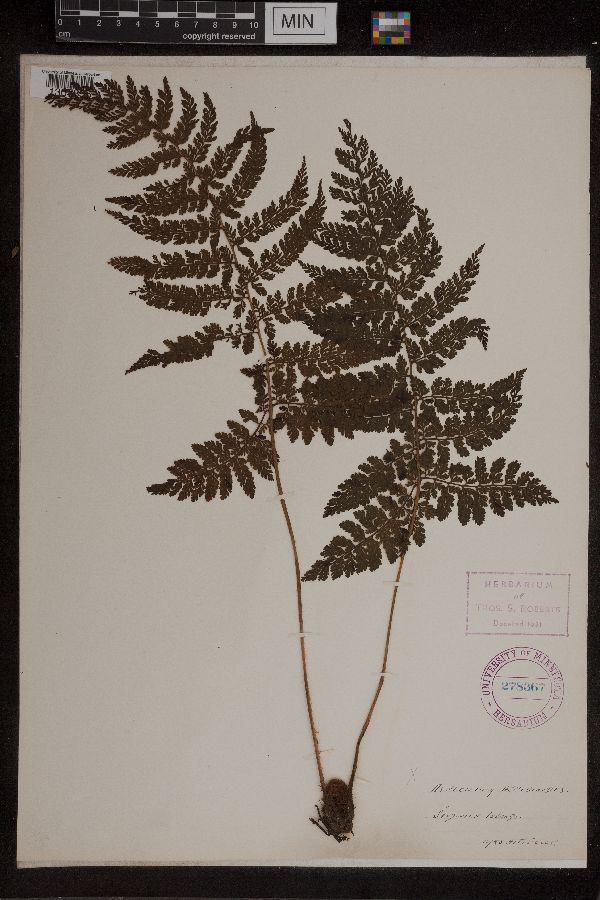 Asplenium aspidioides image