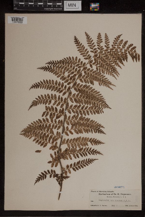 Asplenium acuminatum image