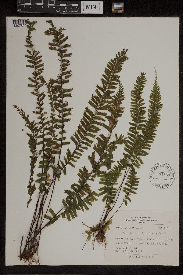 Asplenium cheilosorum image