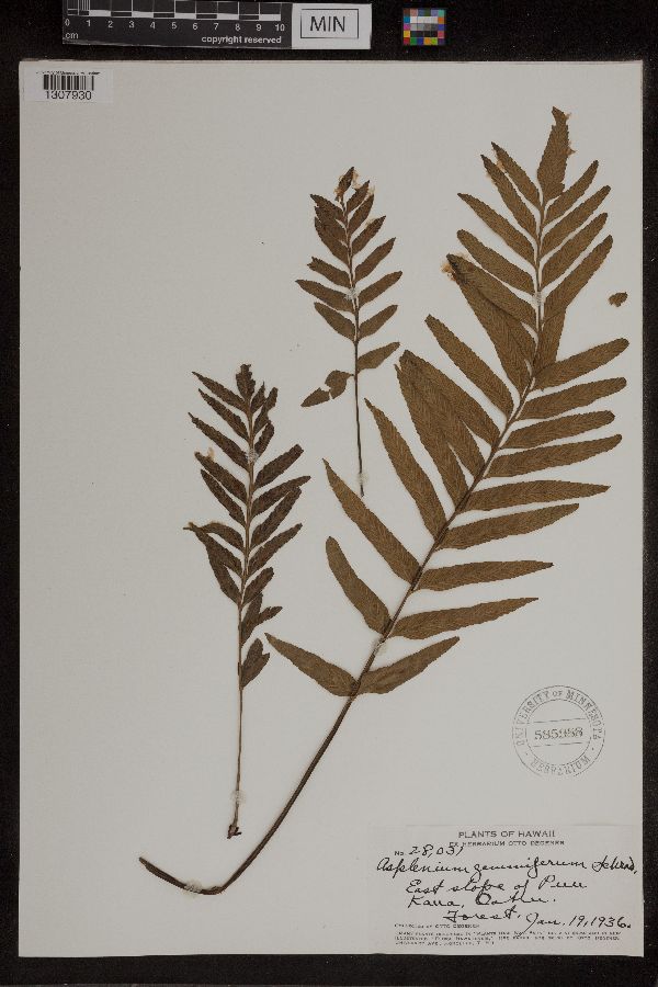 Asplenium gemmiferum image