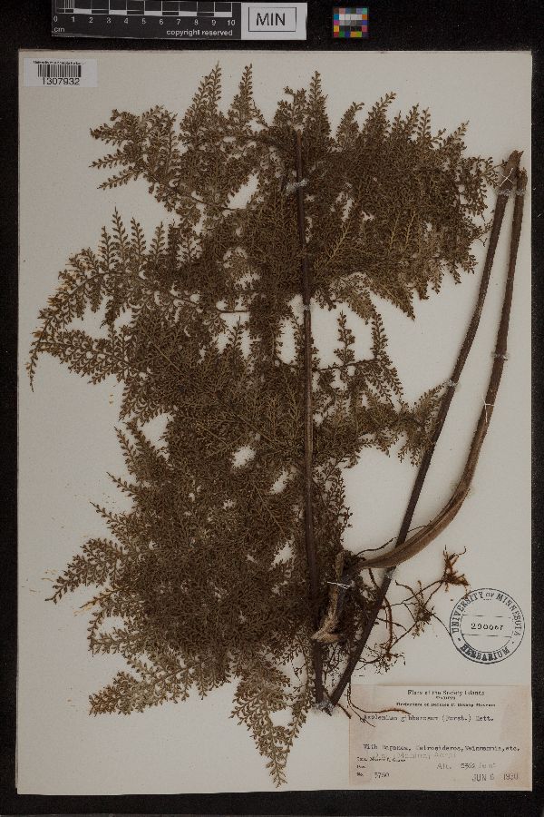 Asplenium gibberosum image