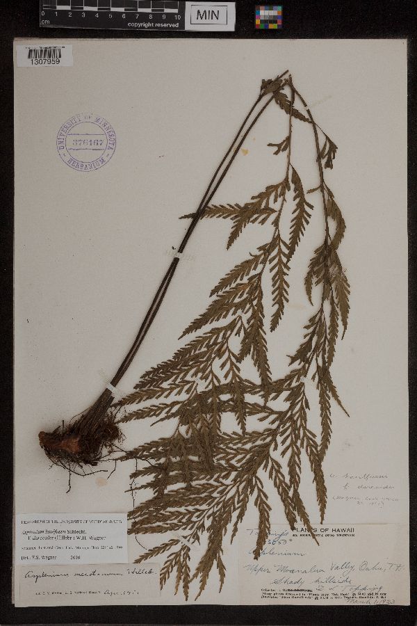 Asplenium kaulfussii f. dareoides image