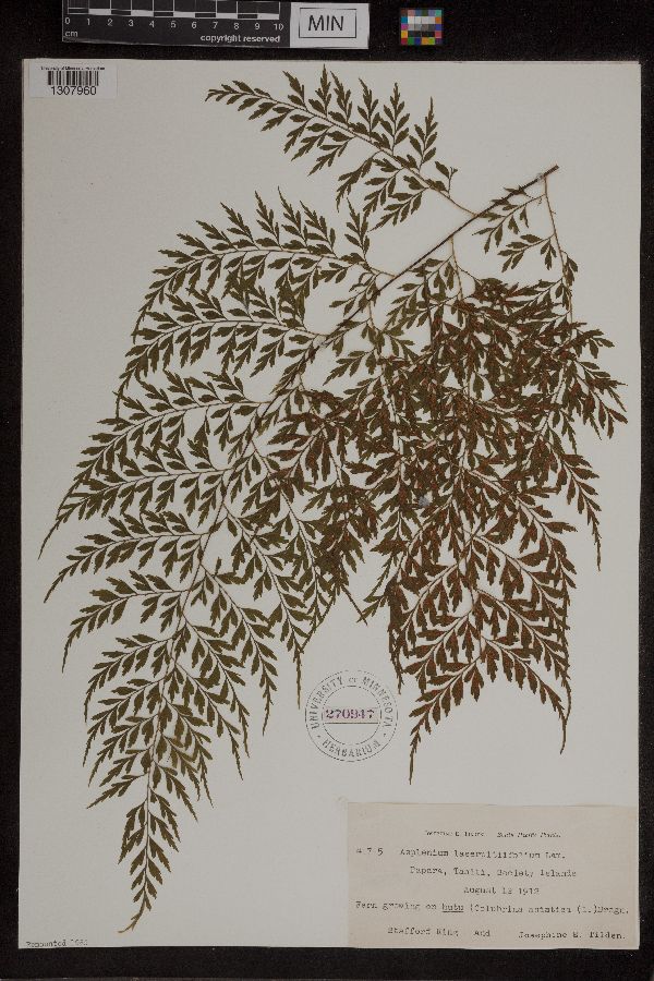 Asplenium laserpitiifolium image