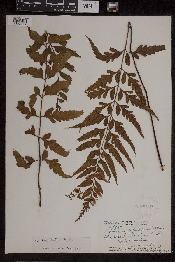 Asplenium lobulatum image