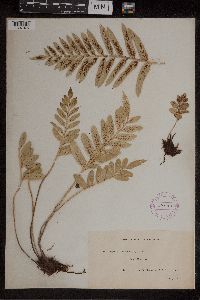Asplenium obtusatum var. obliquum image