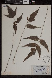 Asplenium macrophyllum image