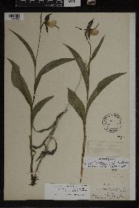 Cypripedium parviflorum var. makasin image