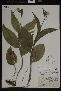 Cypripedium parviflorum var. makasin image