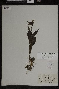 Cypripedium parviflorum var. makasin image