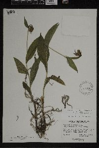 Cypripedium parviflorum var. makasin image