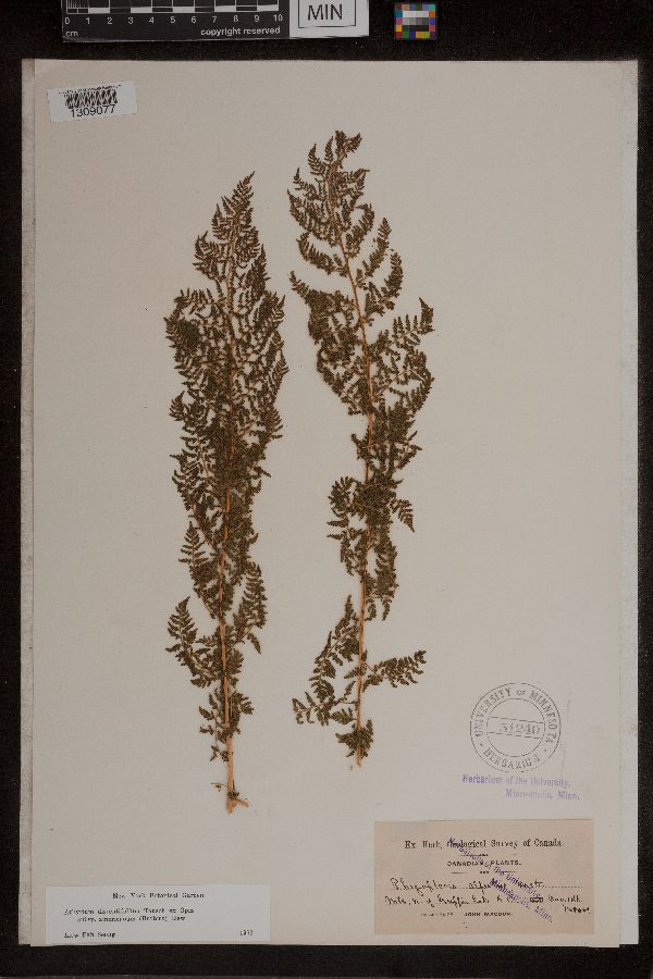 Athyrium alpestre image