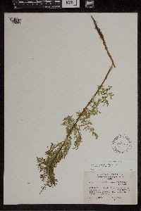 Athyrium americanum image