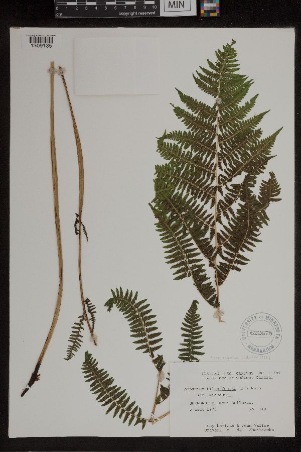 Athyrium filix-femina subsp. angustum image