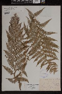 Athyrium filix-femina subsp. angustum image