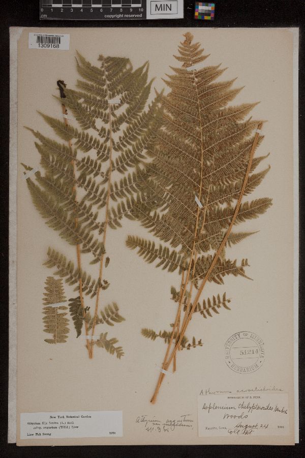 Athyrium filix-femina subsp. angustum image