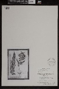 Athyrium filix-femina var. angustum image