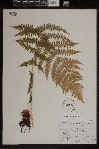 Athyrium asplenioides var. angustum image