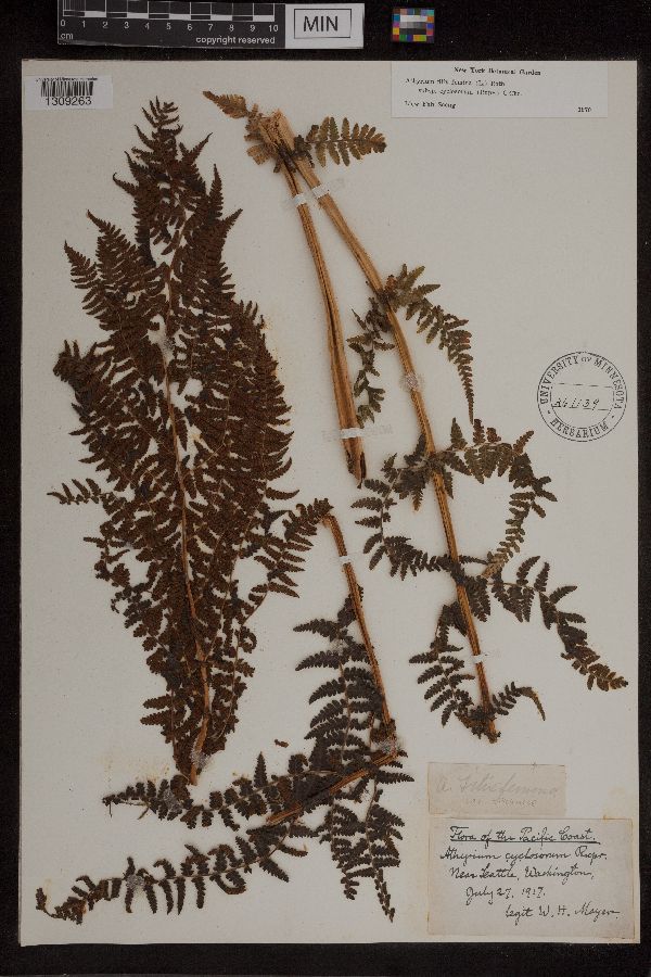 Athyrium image