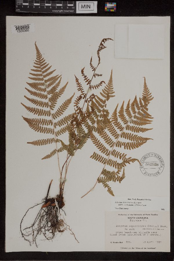 Athyrium image