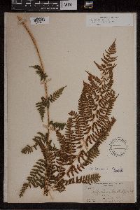 Athyrium asplenioides var. cyclosorum image