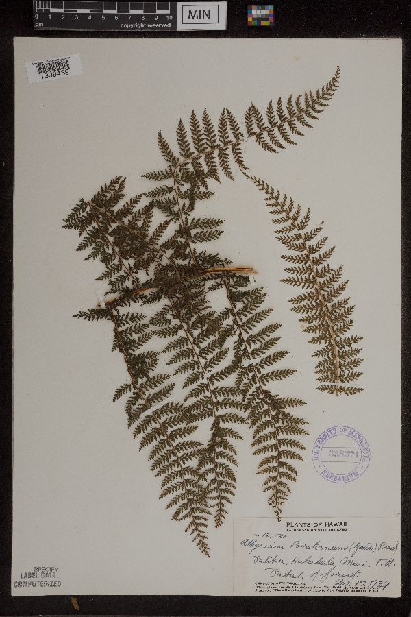 Athyrium poiretianum image