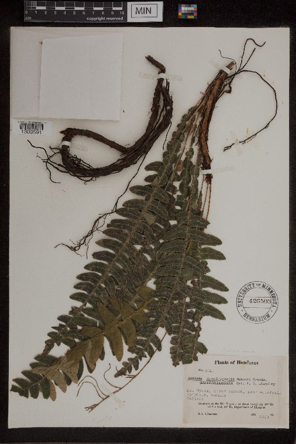 Blechnum maxonii image