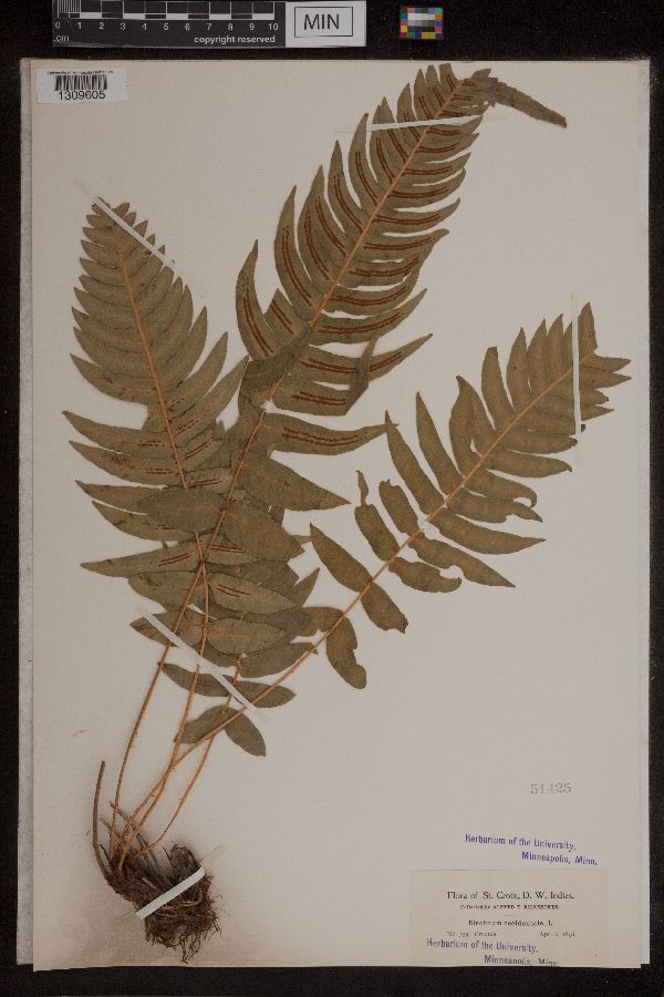 Blechnum occidentale image