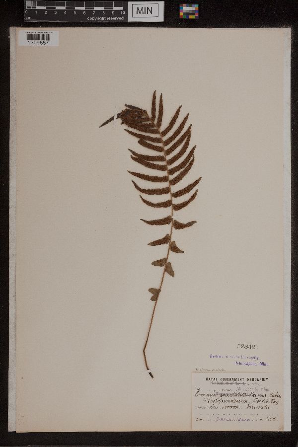 Blechnum punctulatum image