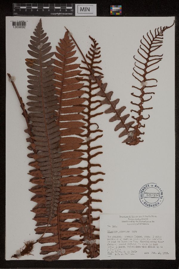 Blechnum discolor image