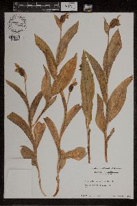 Image of Cypripedium passerinum