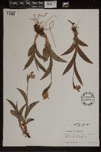 Cypripedium passerinum image