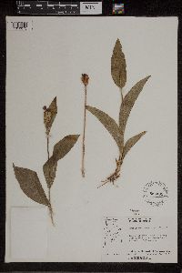Cypripedium passerinum image