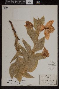 Image of Cypripedium irapeanum