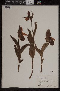 Image of Cypripedium macranthos
