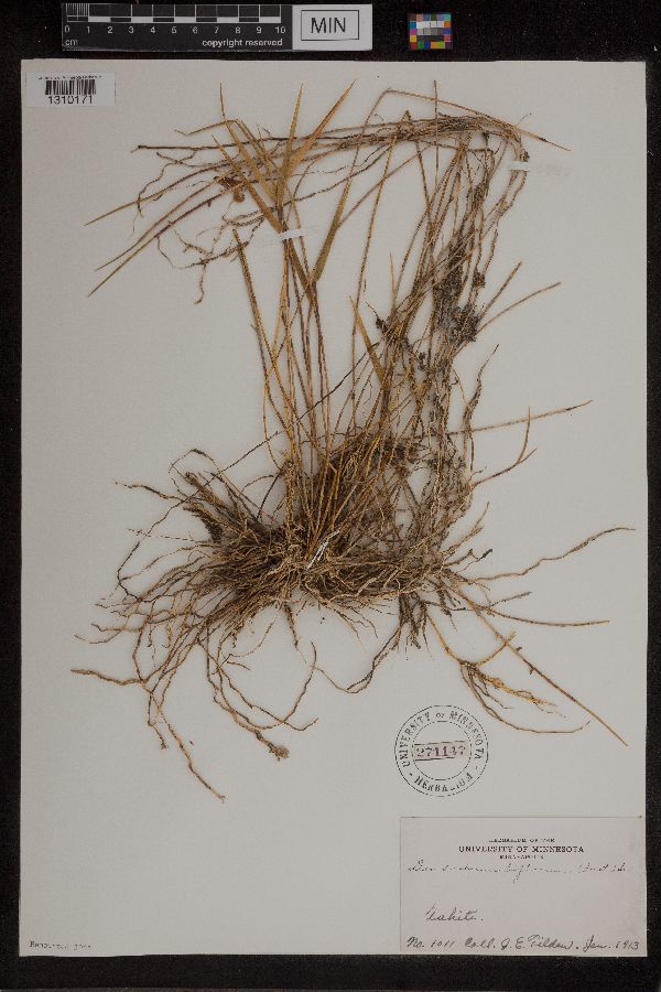 Dendrobium biflorum image