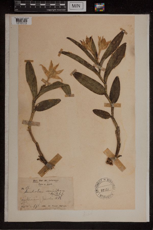 Dendrobium canaliculatum image