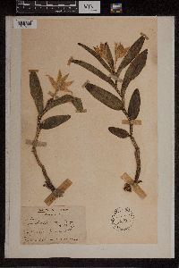 Image of Dendrobium canaliculatum