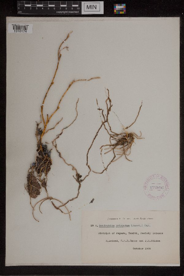 Dendrobium crispatum image