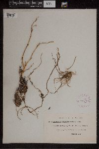 Image of Dendrobium crispatum
