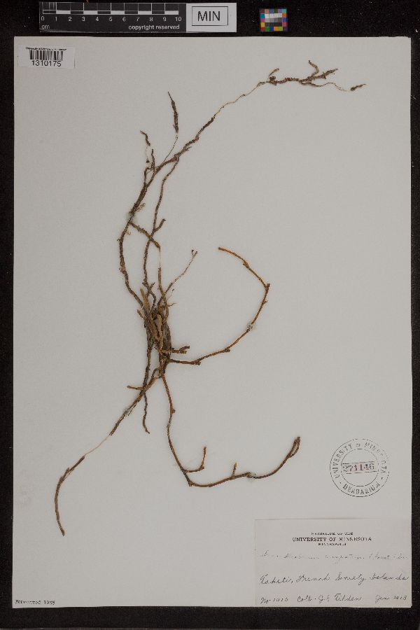Dendrobium crispatum image