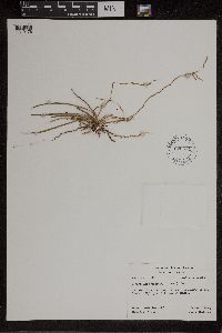 Dendrobium crispatum image