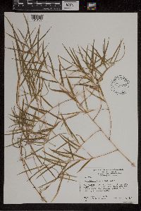 Dendrobium cunninghamii image