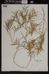 Dendrobium cunninghamii image
