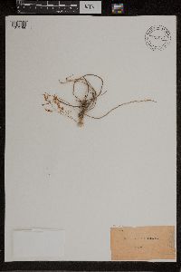 Dendrobium linguiforme image