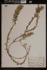 Image of Dichaea echinocarpa